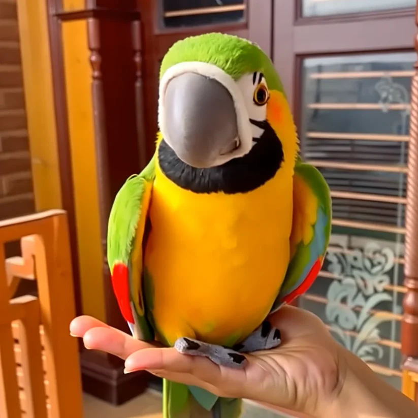 š¦ Picotoy - My Realistic Talking Parrot Friend